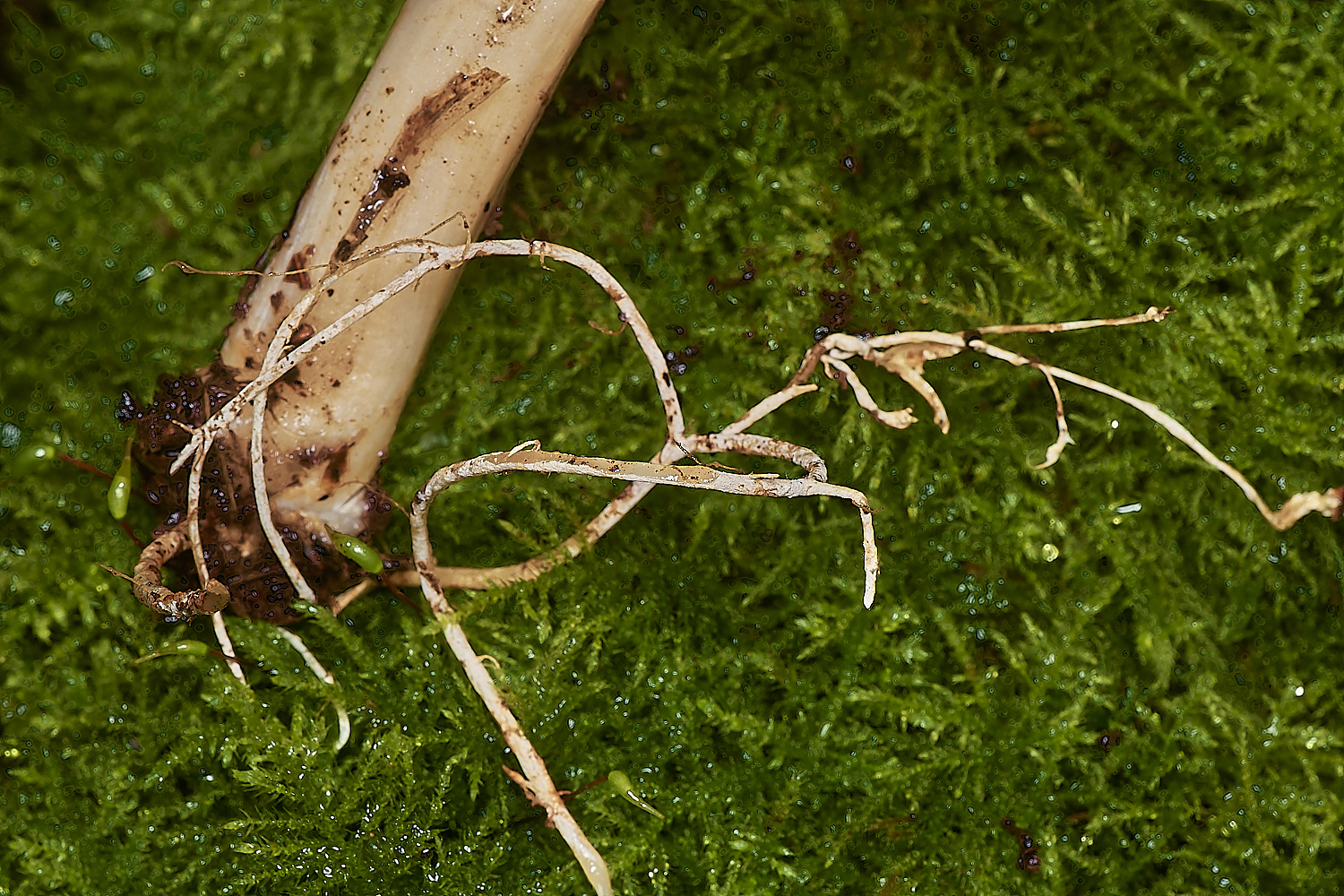 BarneyWoodMycelium211023-2-NEF_DxO_DeepPRIMEXD