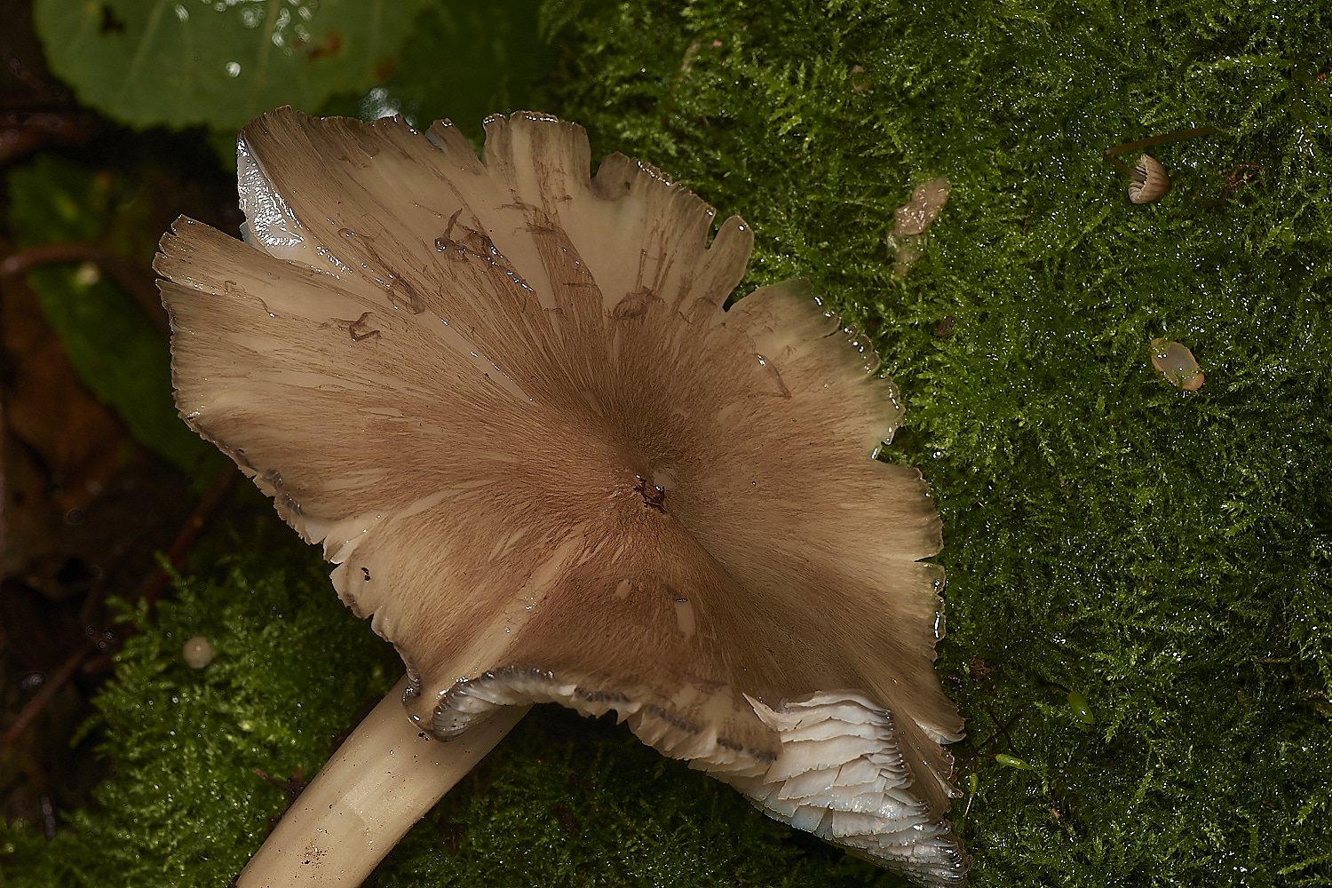 BarneyWoodMycelium211023-3-NEF_DxO_DeepPRIMEXD