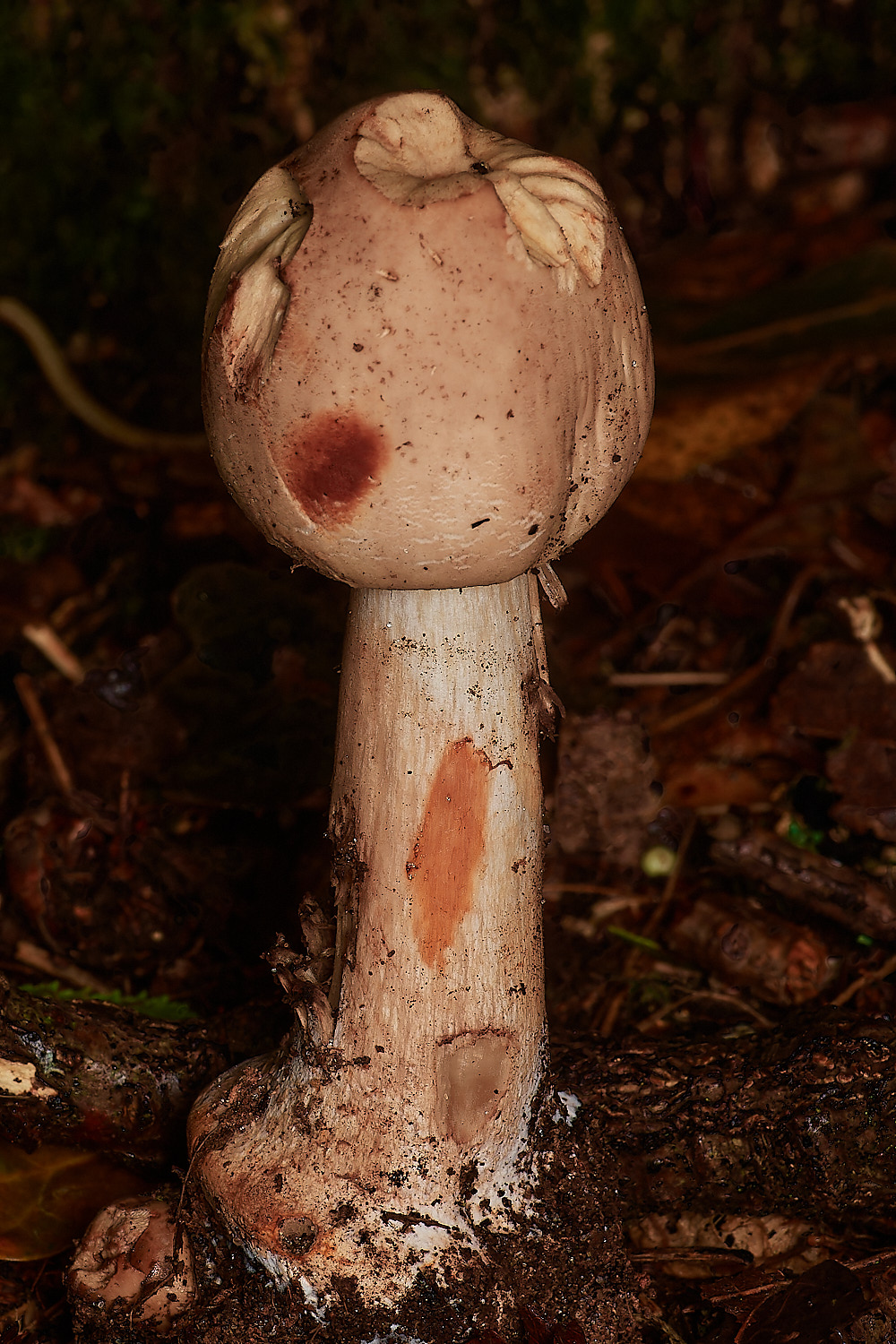 BarneyWoodOrangeBlush211023-1-NEF_DxO_DeepPRIMEXD