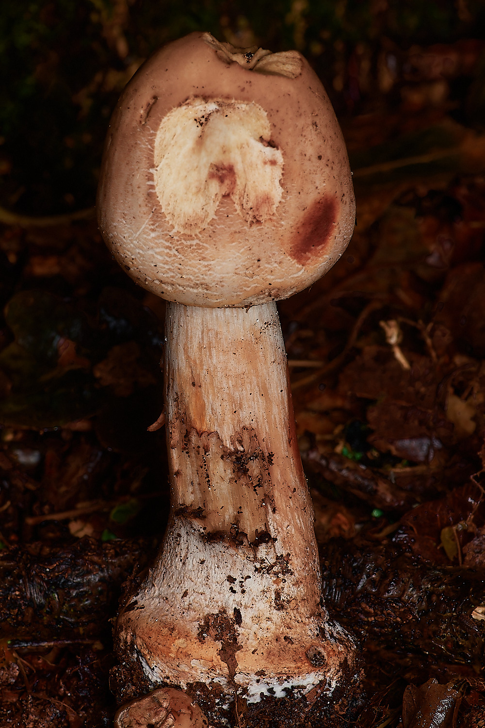 BarneyWoodOrangeBlush211023-2-NEF_DxO_DeepPRIMEXD