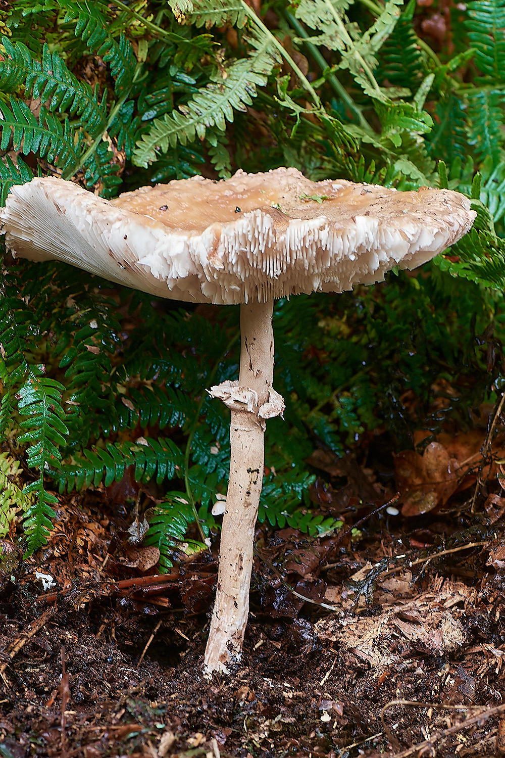 BarneyWoodParasol211023-1-NEF_DxO_DeepPRIMEXD