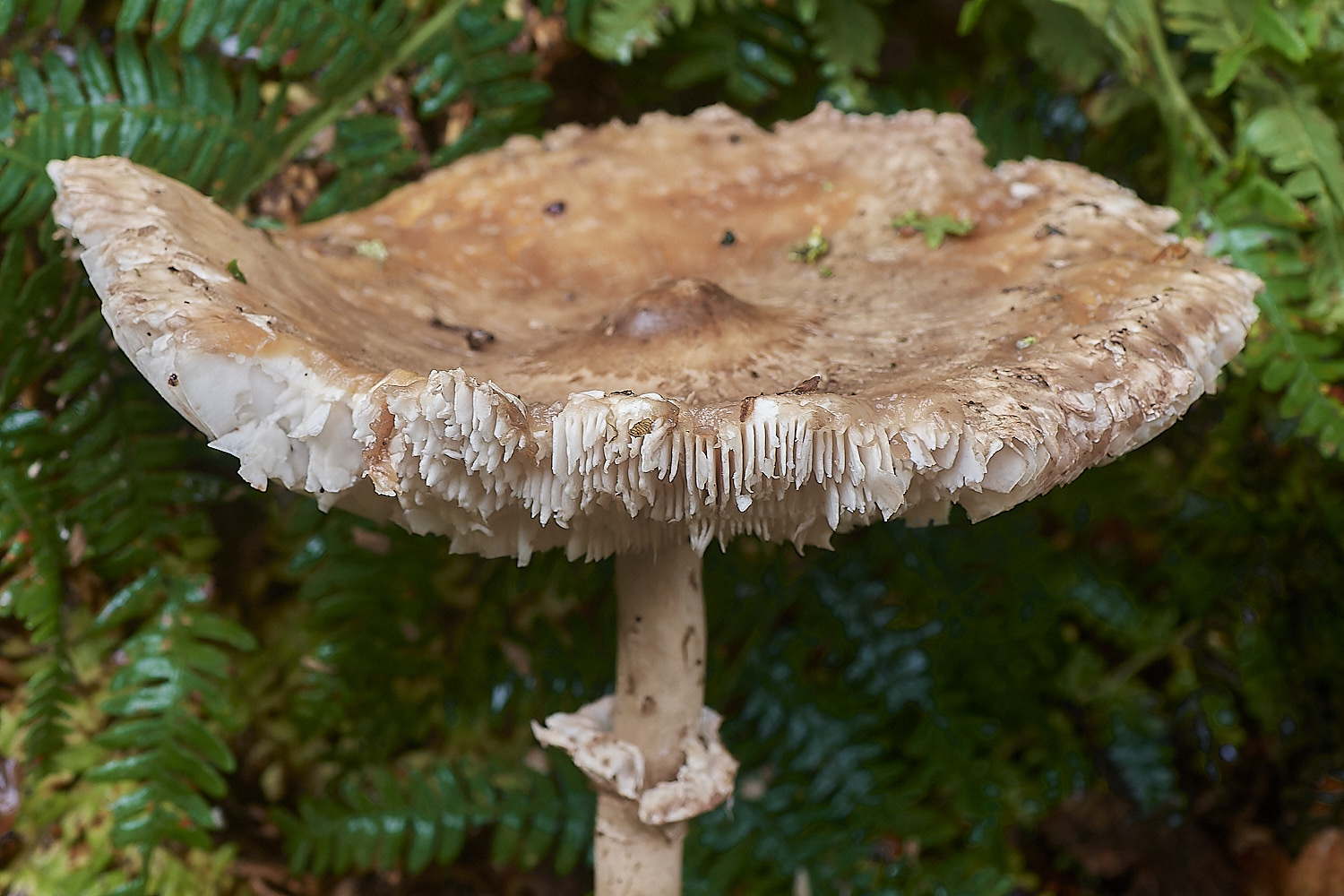 BarneyWoodParasol211023-2-NEF_DxO_DeepPRIMEXD