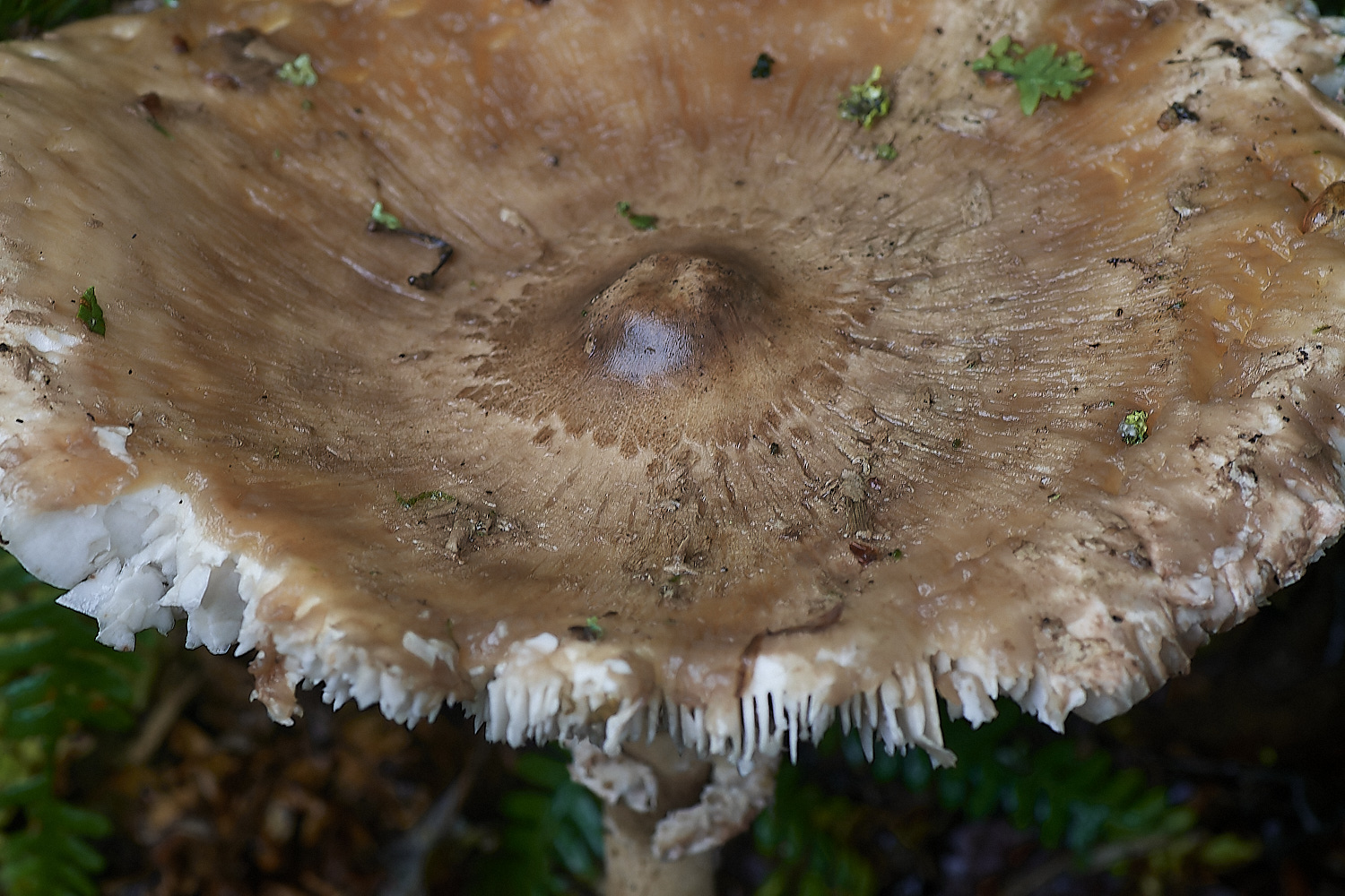 BarneyWoodParasol211023-3-NEF_DxO_DeepPRIMEXD