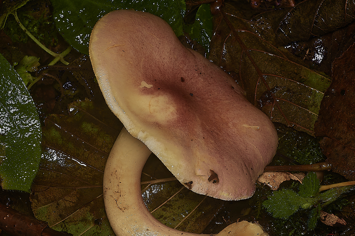 BarneyWoodPlums&Custard211023-1-NEF_DxO_DeepPRIMEXD