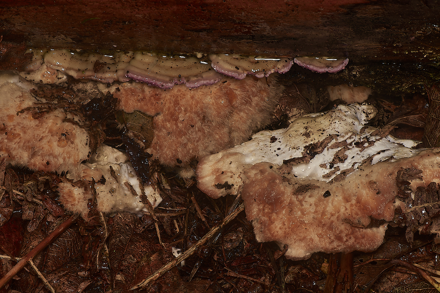 BarneyWoodPowderpuffBracket211023-1-NEF_DxO_DeepPRIMEXD