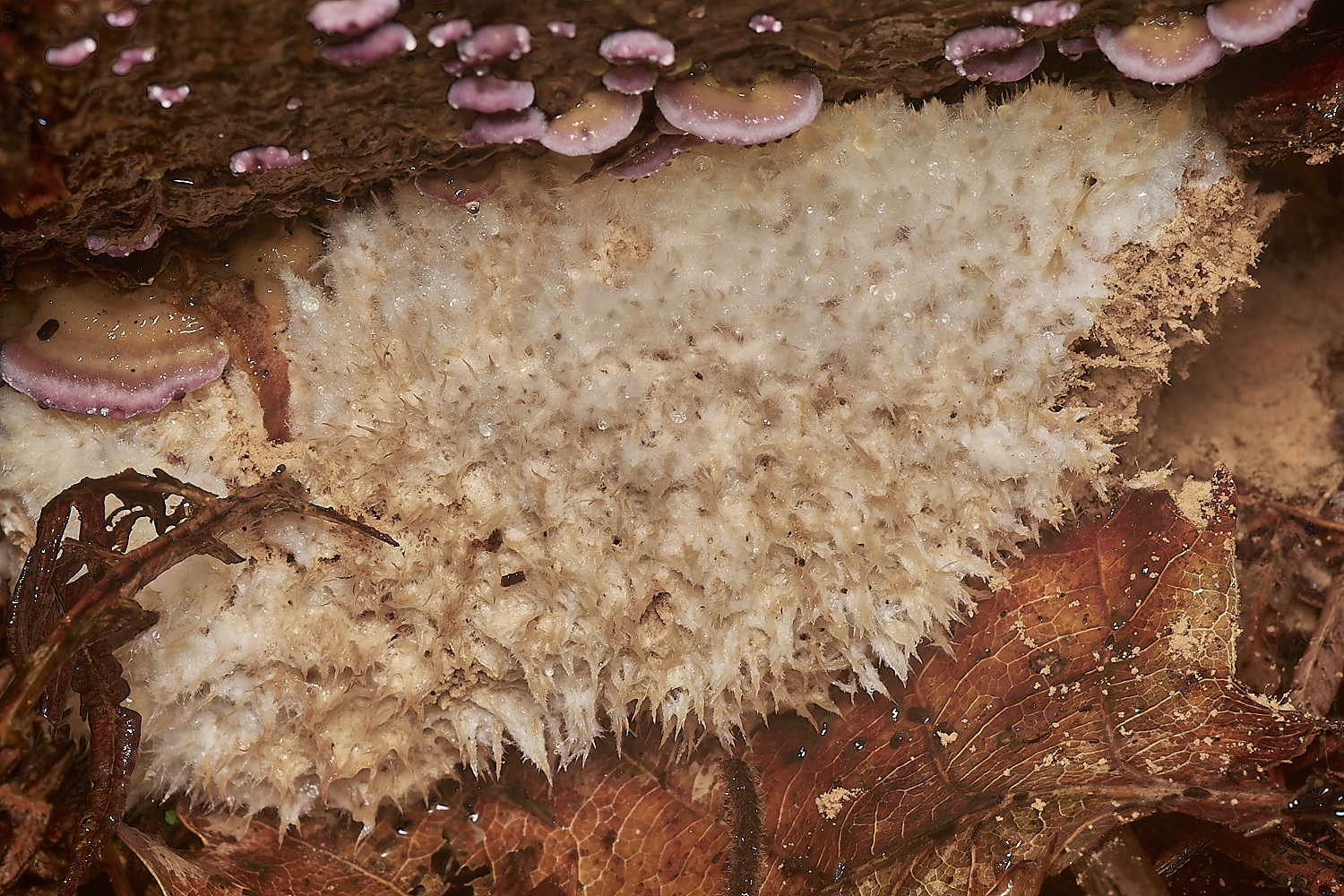 BarneyWoodPowderpuffBracket211023-2-NEF_DxO_DeepPRIMEXD