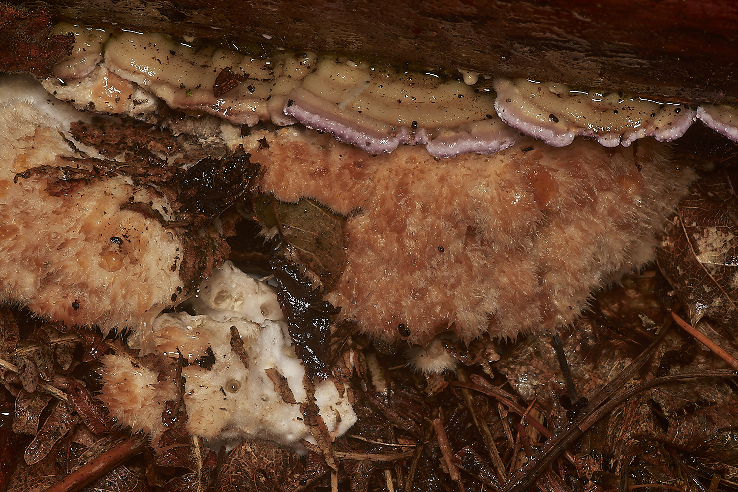 BarneyWoodPowderpuffBracket211023-3-NEF_DxO_DeepPRIMEXD