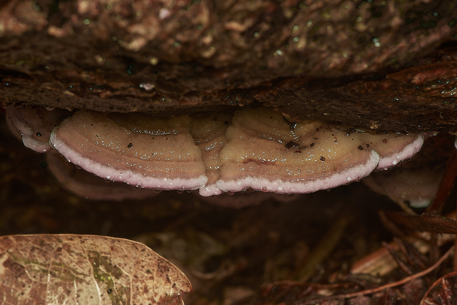 BarneyWoodPurplePore211023-1-NEF_DxO_DeepPRIMEXD