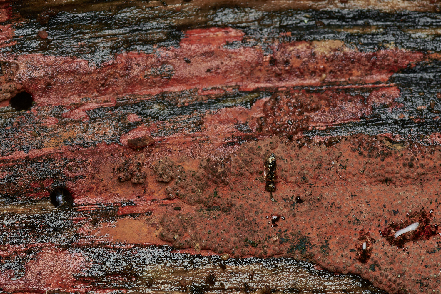 BarneyWoodRustyTar211023-2-NEF_DxO_DeepPRIMEXD