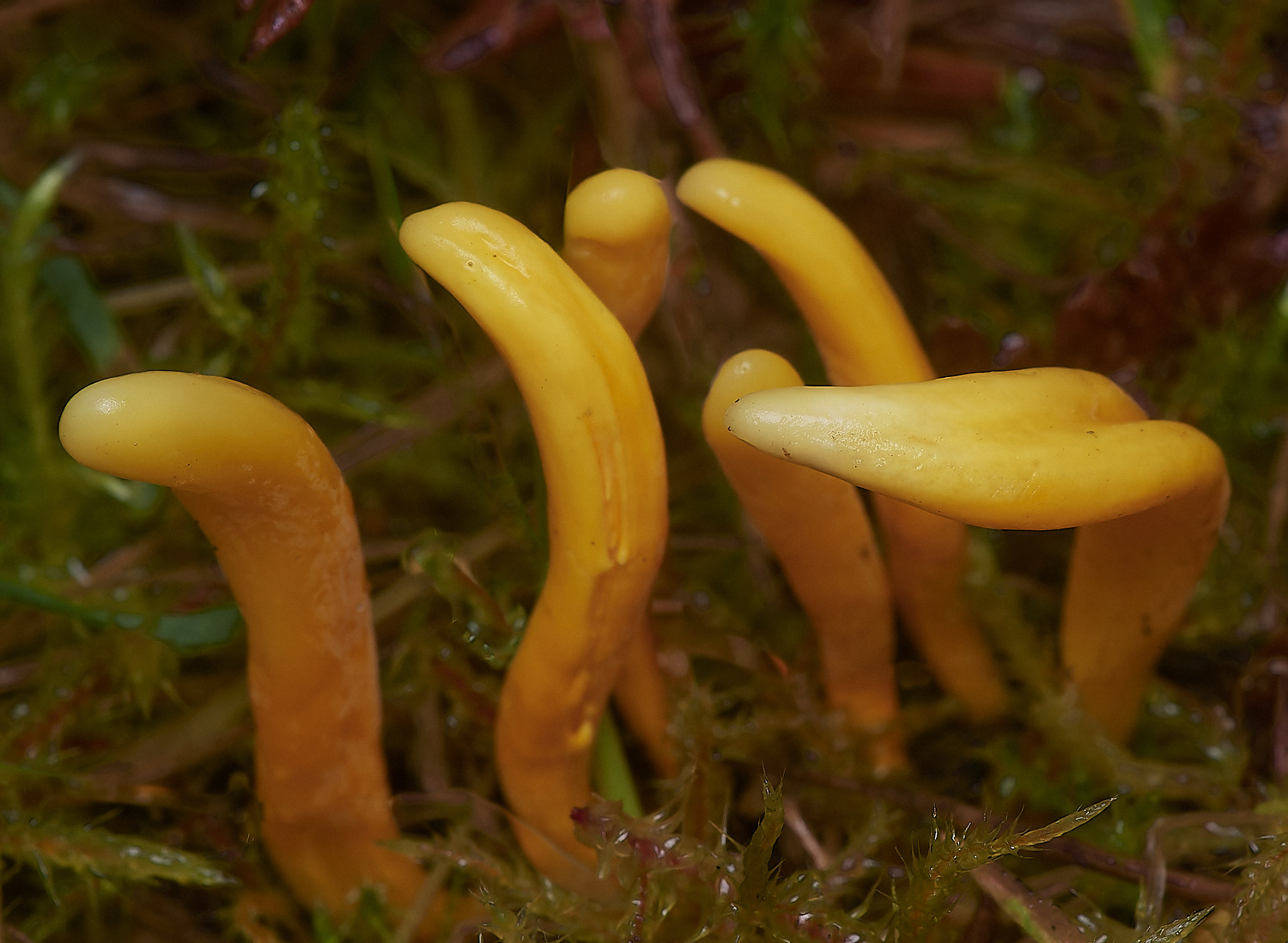 BarneyWoodSpindle211023-1-NEF_DxO_DeepPRIMEXD