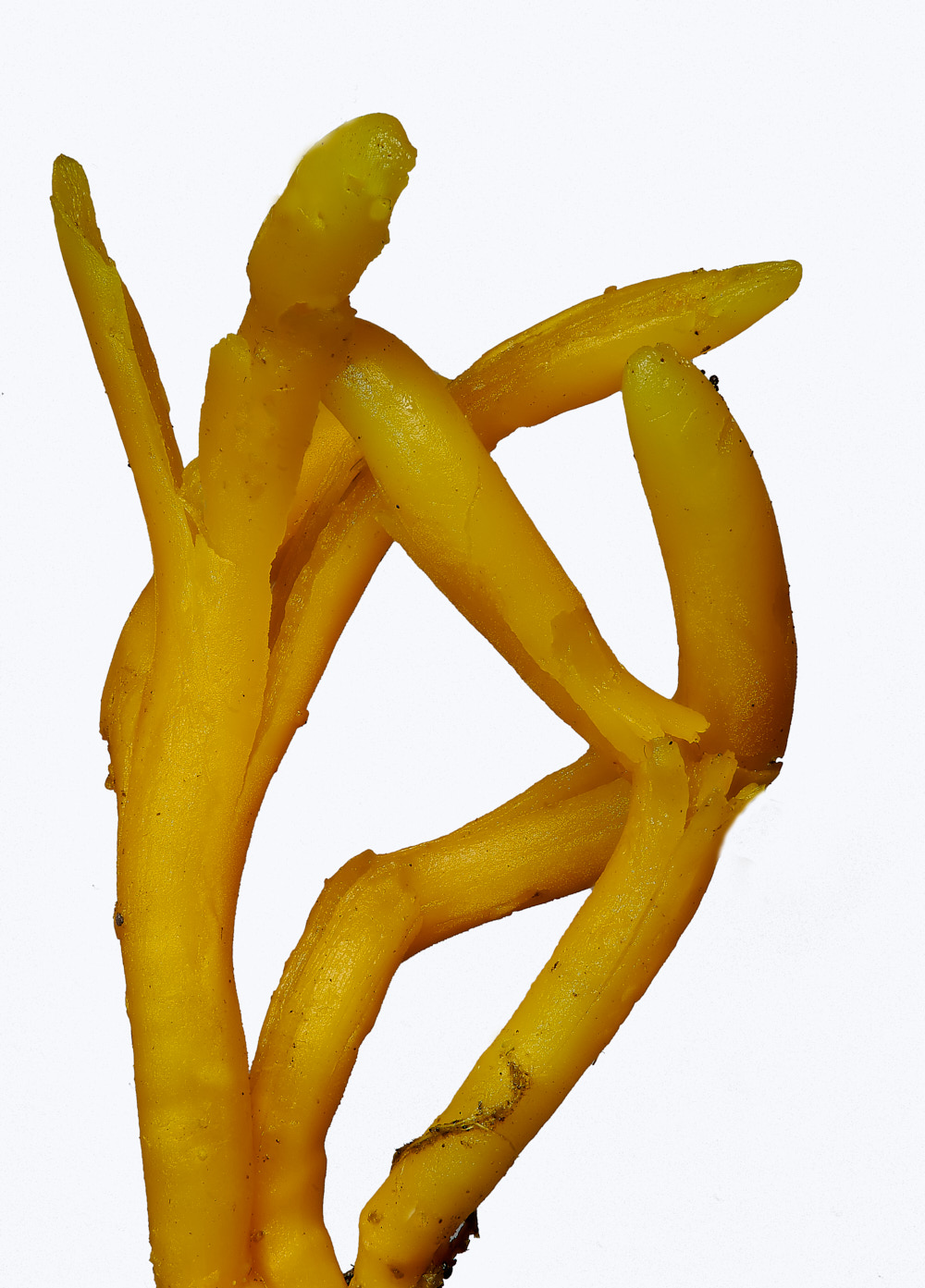 BarneyWoodSpindle211023-1