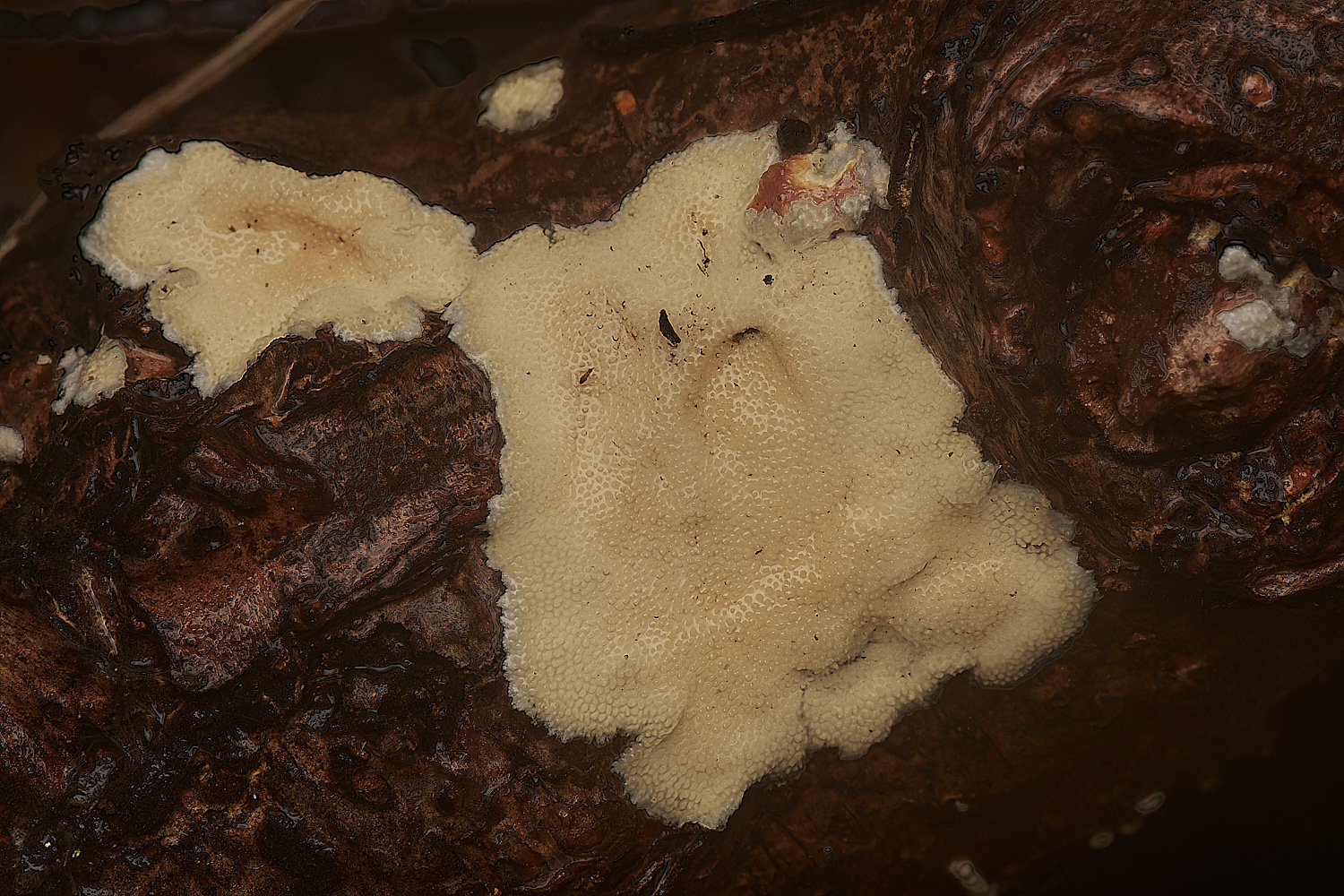 BarneyWoodStecherinum211023-1-NEF_DxO_DeepPRIMEXD