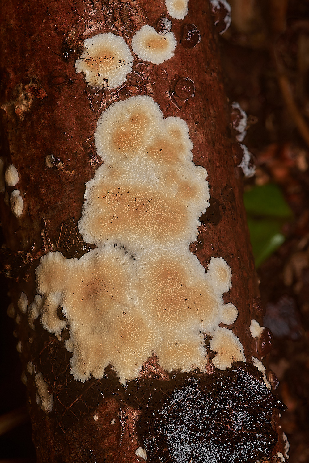 BarneyWoodStecherinum211023-2-NEF_DxO_DeepPRIMEXD