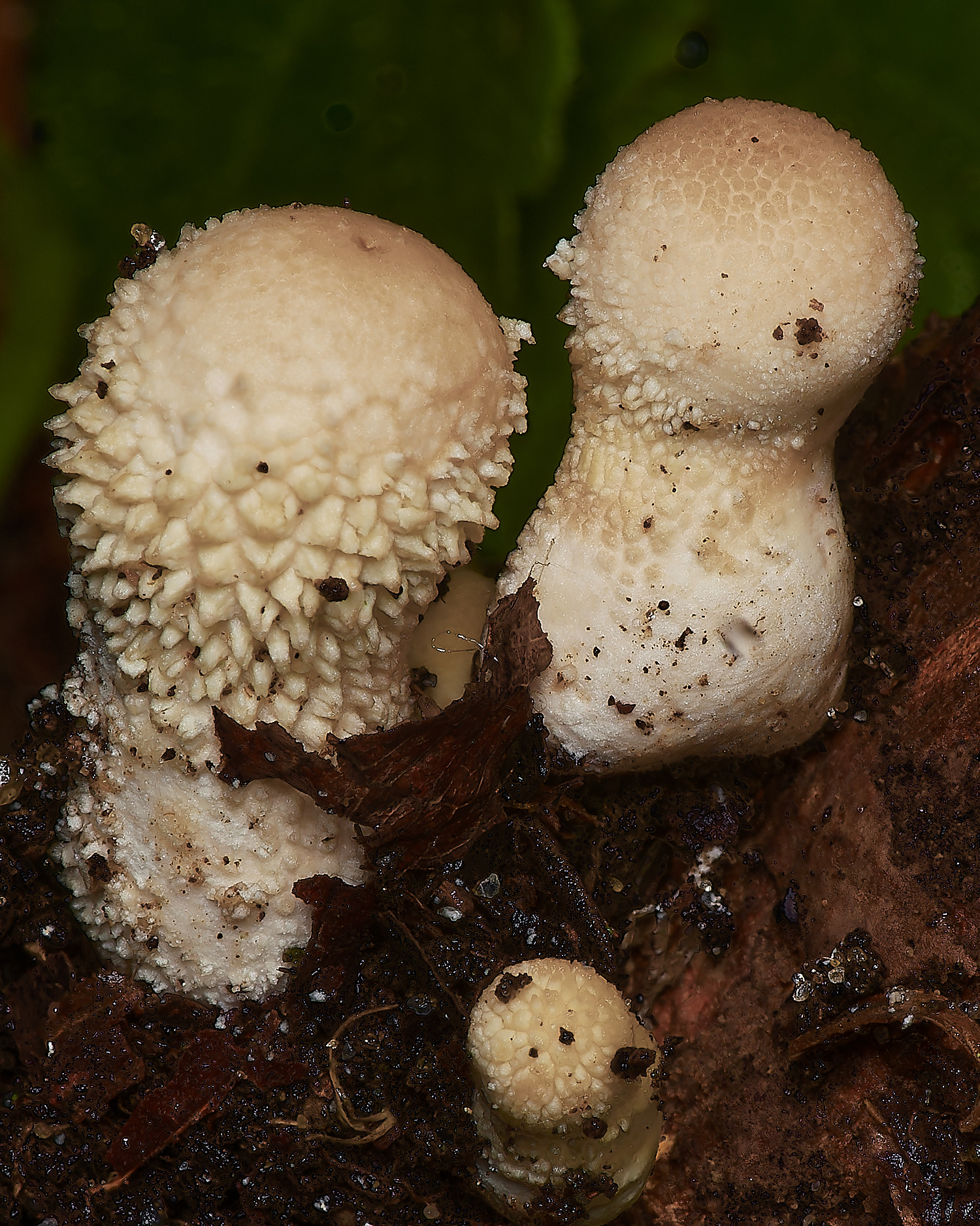 BarneyWoodStumpPuffball211023-1-NEF_DxO_DeepPRIMEXD