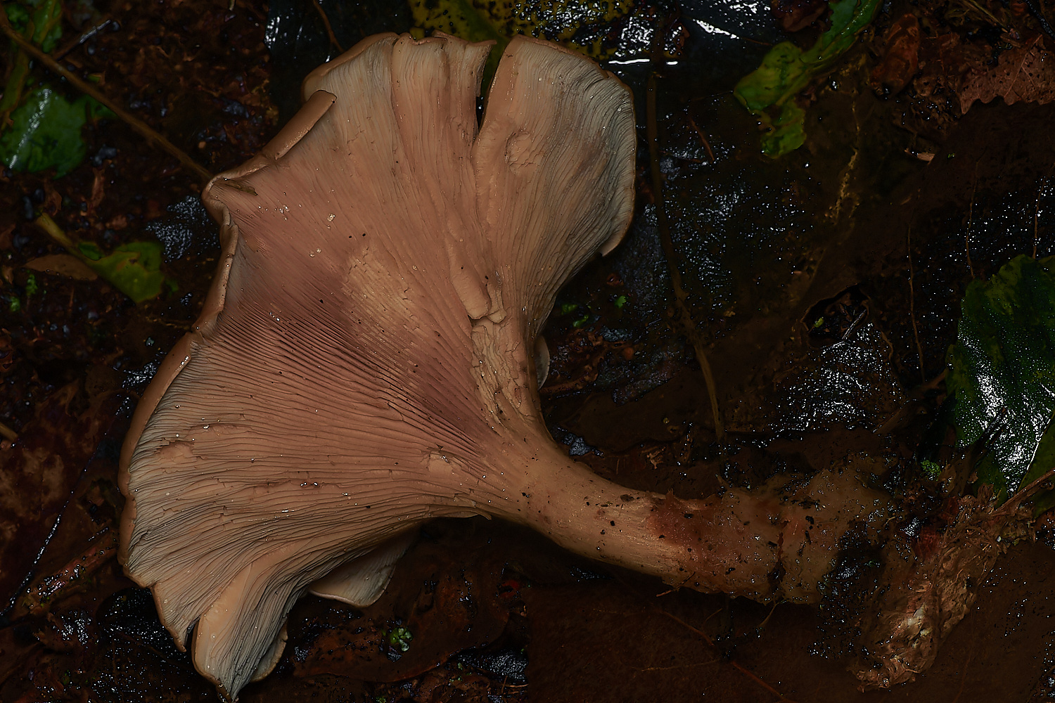 BarneyWoodTawnyFunnel211023-1-NEF_DxO_DeepPRIMEXD