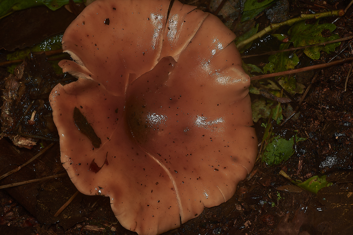 BarneyWoodTawnyFunnel211023-2-NEF_DxO_DeepPRIMEXD