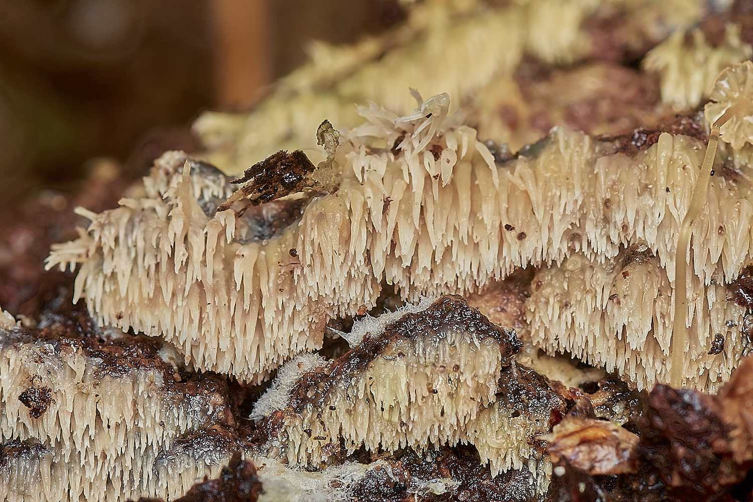 BarneyWoodToothy211023-1-NEF_DxO_DeepPRIMEXD