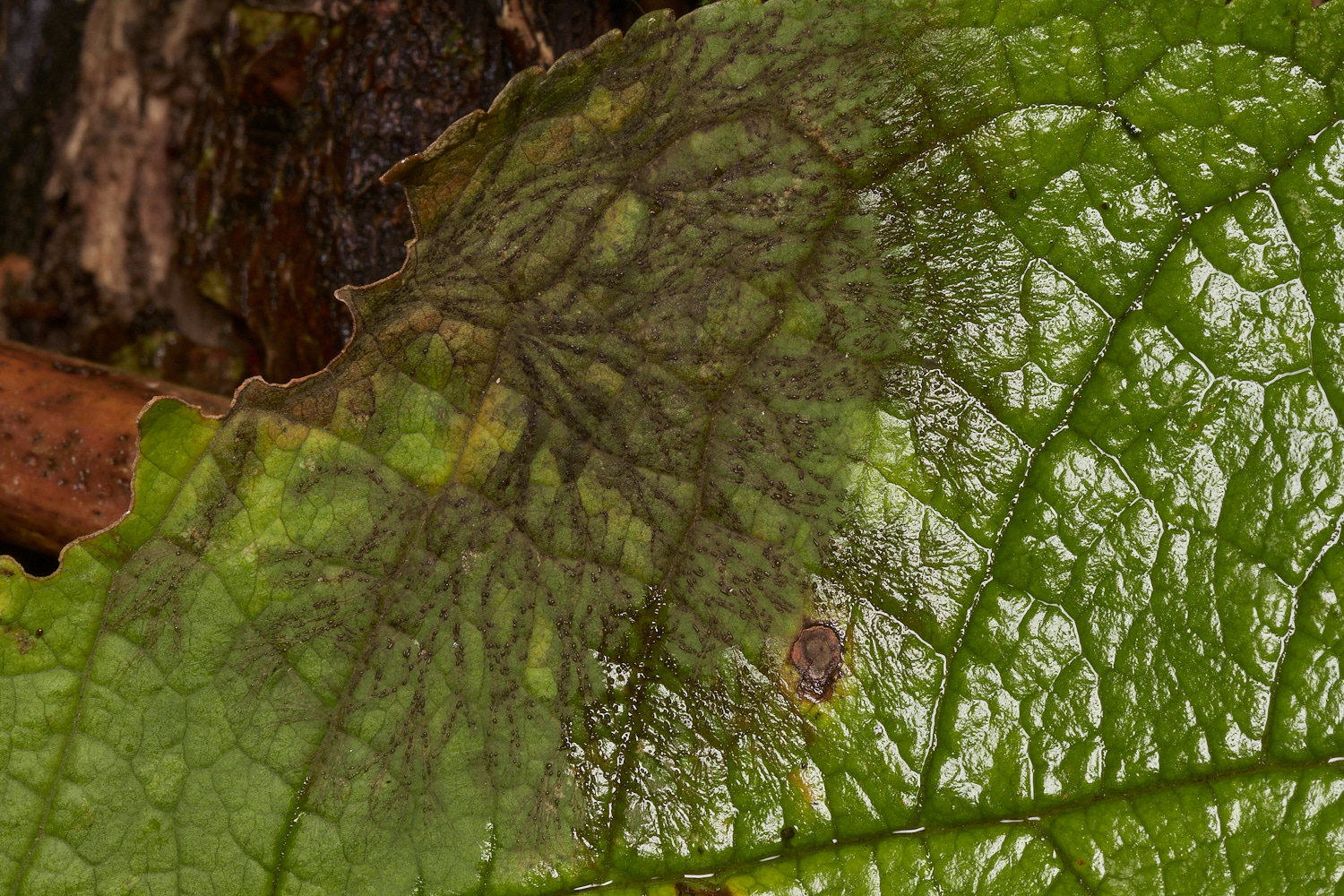 BarneyWoodTree211023-1-NEF_DxO_DeepPRIMEXD