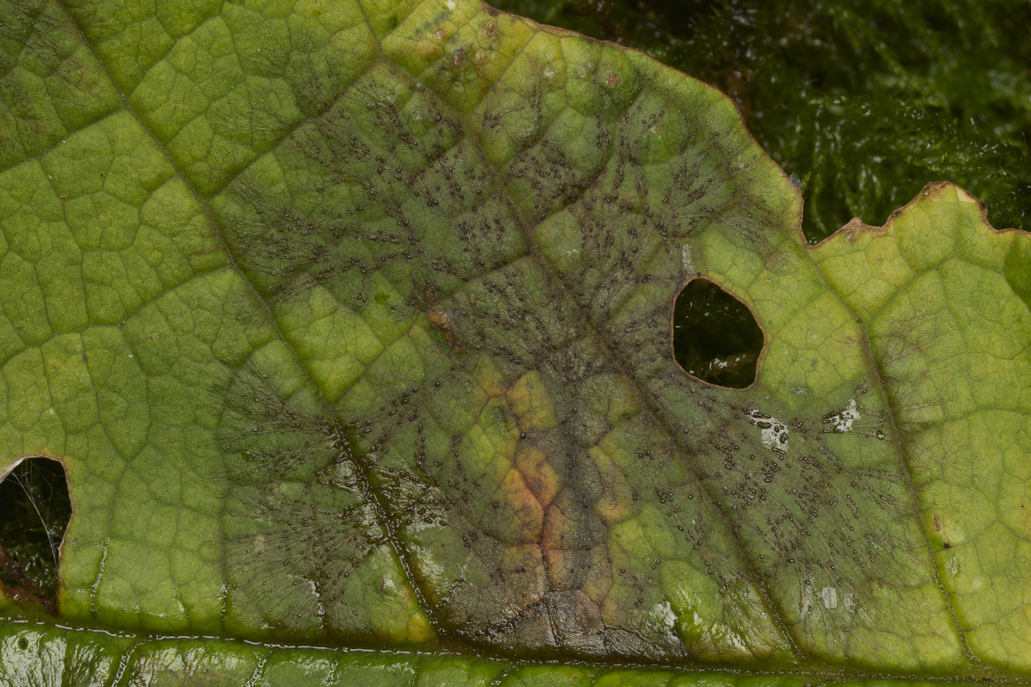 BarneyWoodTree211023-2-NEF_DxO_DeepPRIMEXD