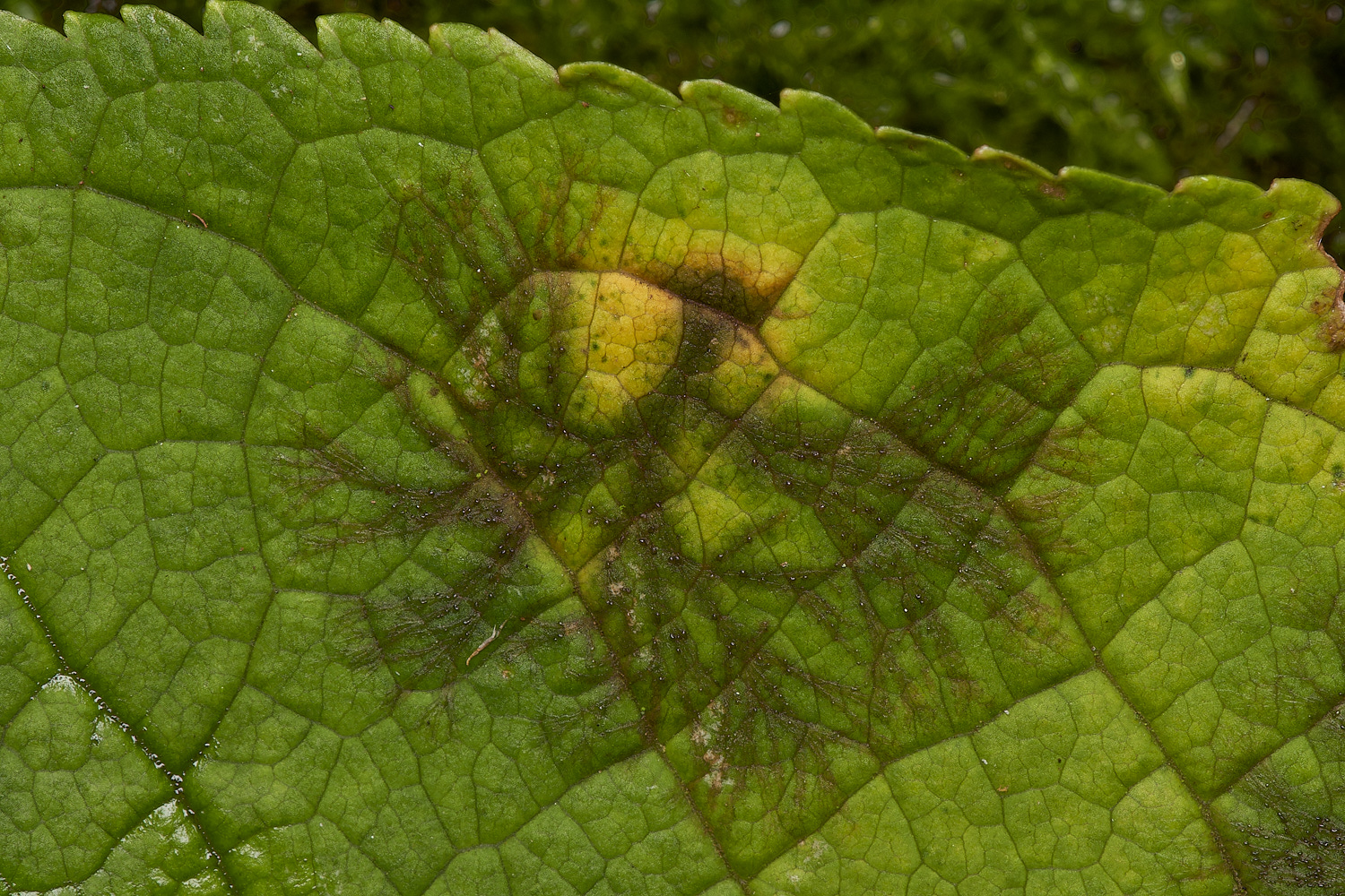 BarneyWoodTree211023-3-NEF_DxO_DeepPRIMEXD