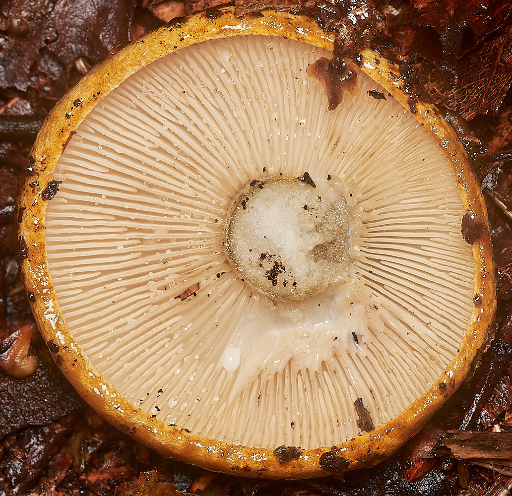 BarneyWoodUglyMilkcap211023-1-NEF_DxO_DeepPRIMEXD