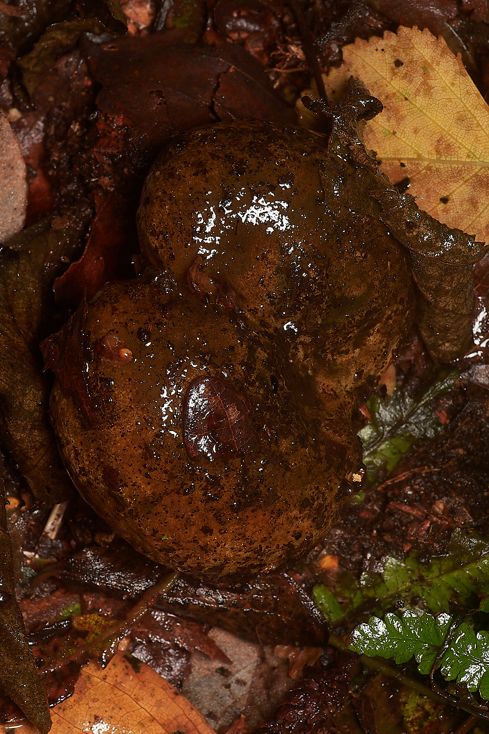 BarneyWoodUglyMilkcap211023-2-NEF_DxO_DeepPRIMEXD