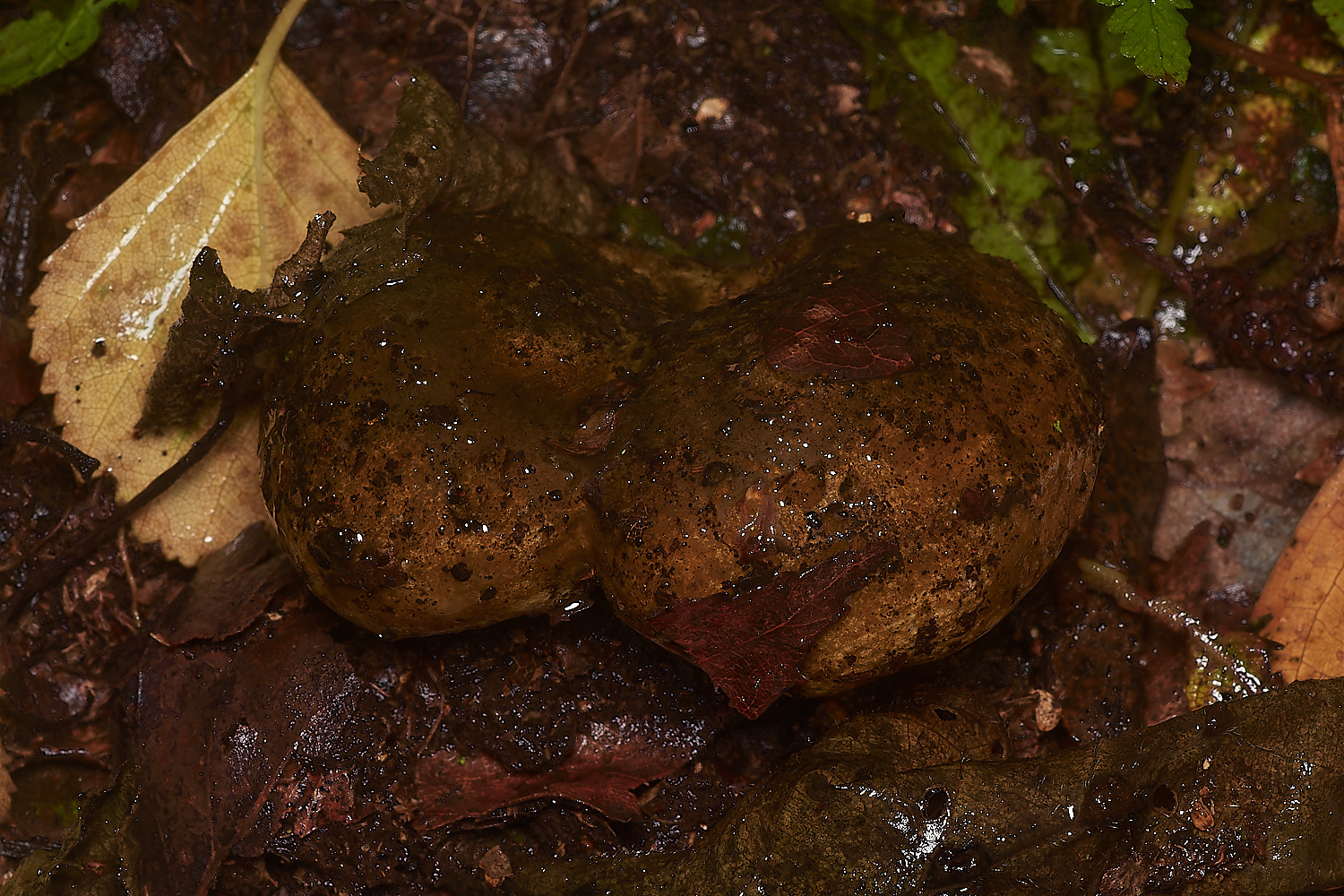 BarneyWoodUglyMilkcap211023-3-NEF_DxO_DeepPRIMEXD