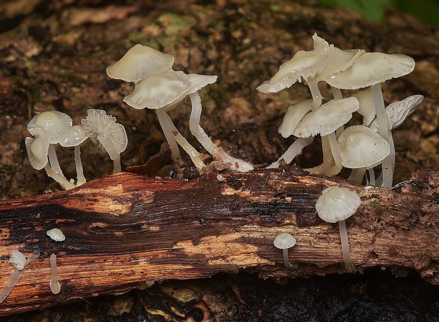 BarneyWoodWhite211023-2-NEF_DxO_DeepPRIMEXD