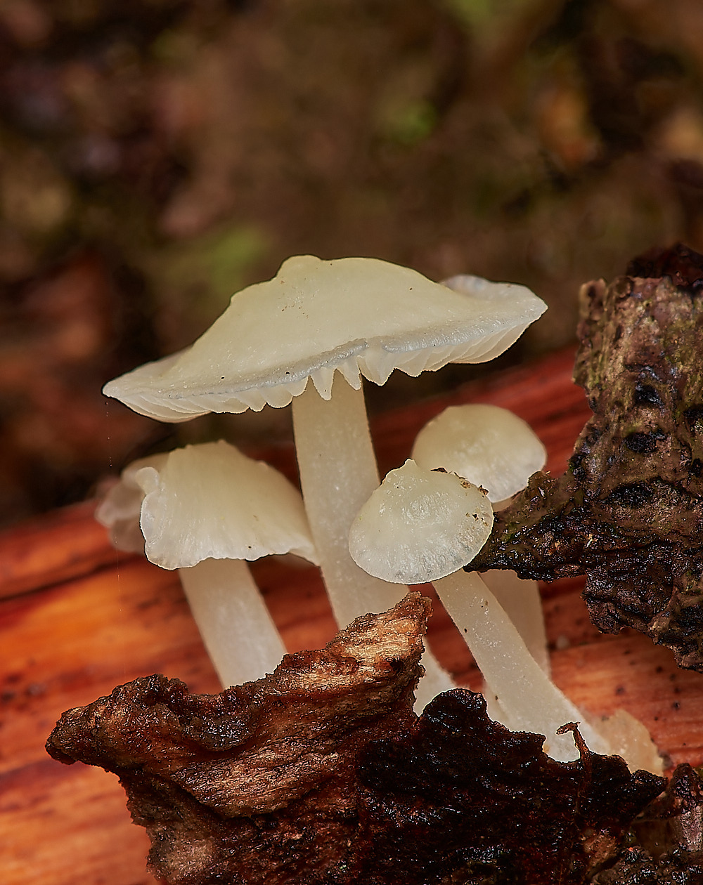 BarneyWoodWhite211023-3-NEF_DxO_DeepPRIMEXD