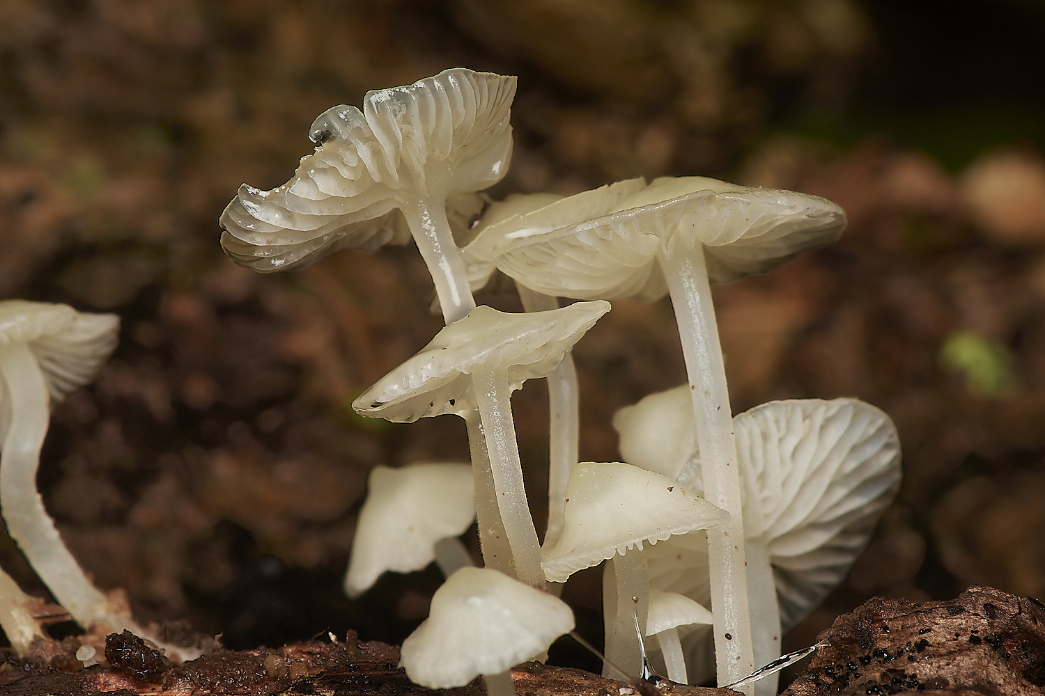 BarneyWoodWhite211023-4-NEF_DxO_DeepPRIMEXD