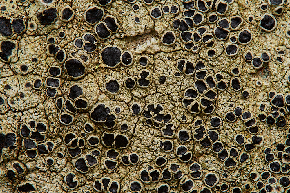 BlakeneyLichen1261223-1