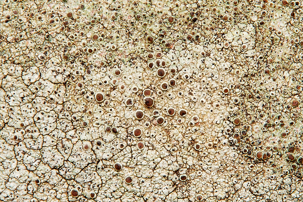 BlakeneyLichen2261223-1
