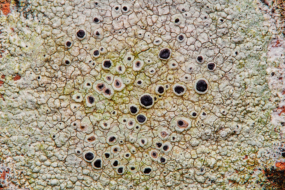 BlakeneyLichen3261223-1