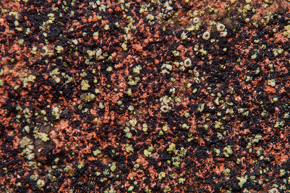 BlakeneyLichen4261223-1