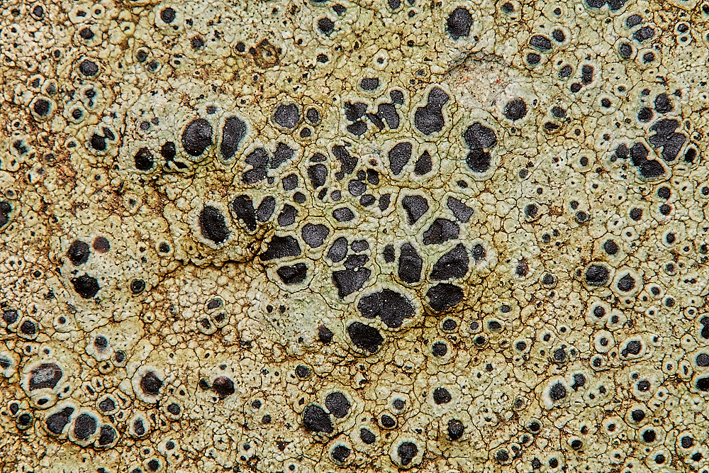 BlakeneyLichen5261223-1