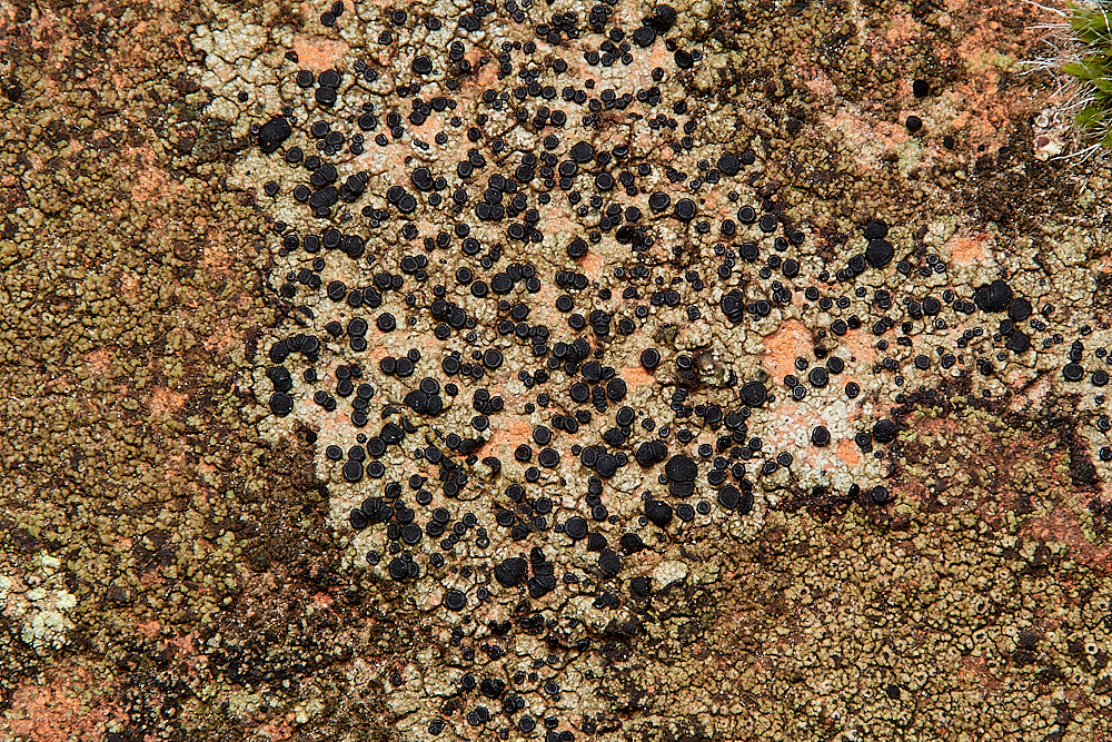BlakeneyLichen6261223-1