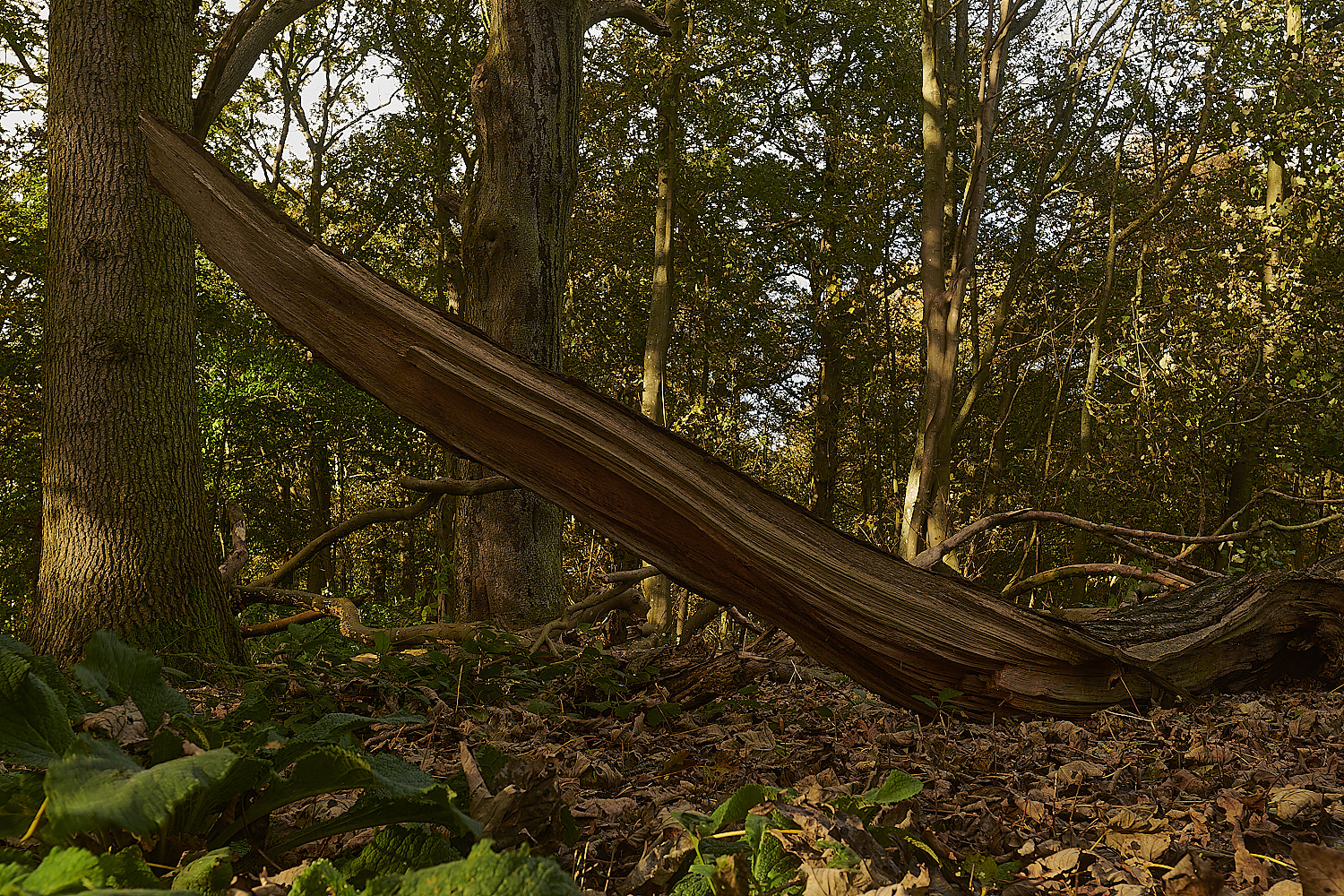 Blickling071123-1-NEF_DxO_DeepPRIMEXD