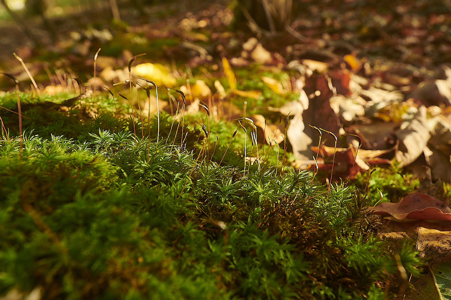 BlicklingAundulatum071123-1-NEF_DxO_DeepPRIMEXD