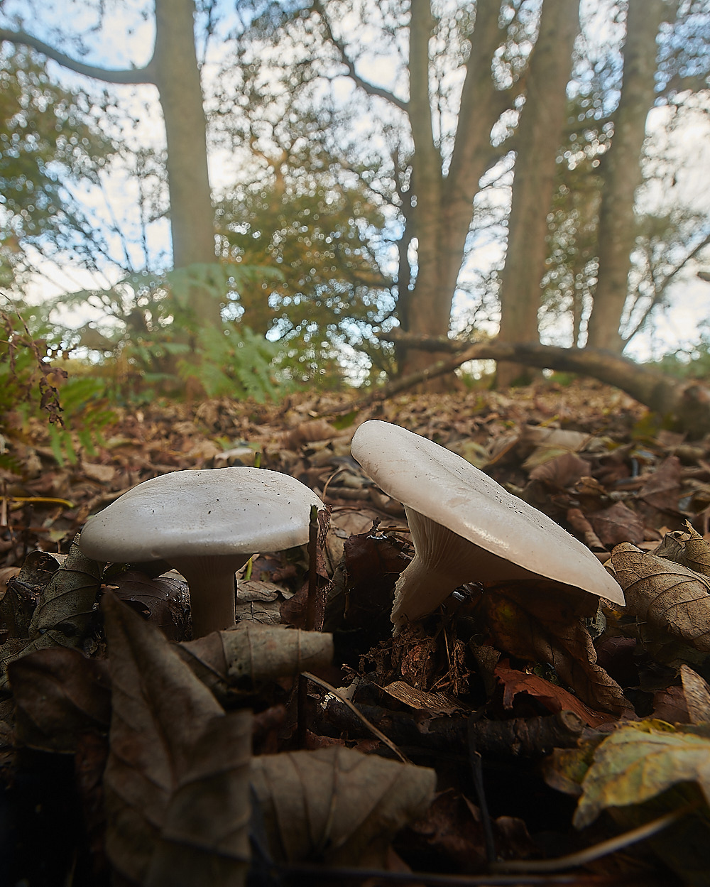 BlicklingCloudedFunnel071123-1-NEF_DxO_DeepPRIMEXD