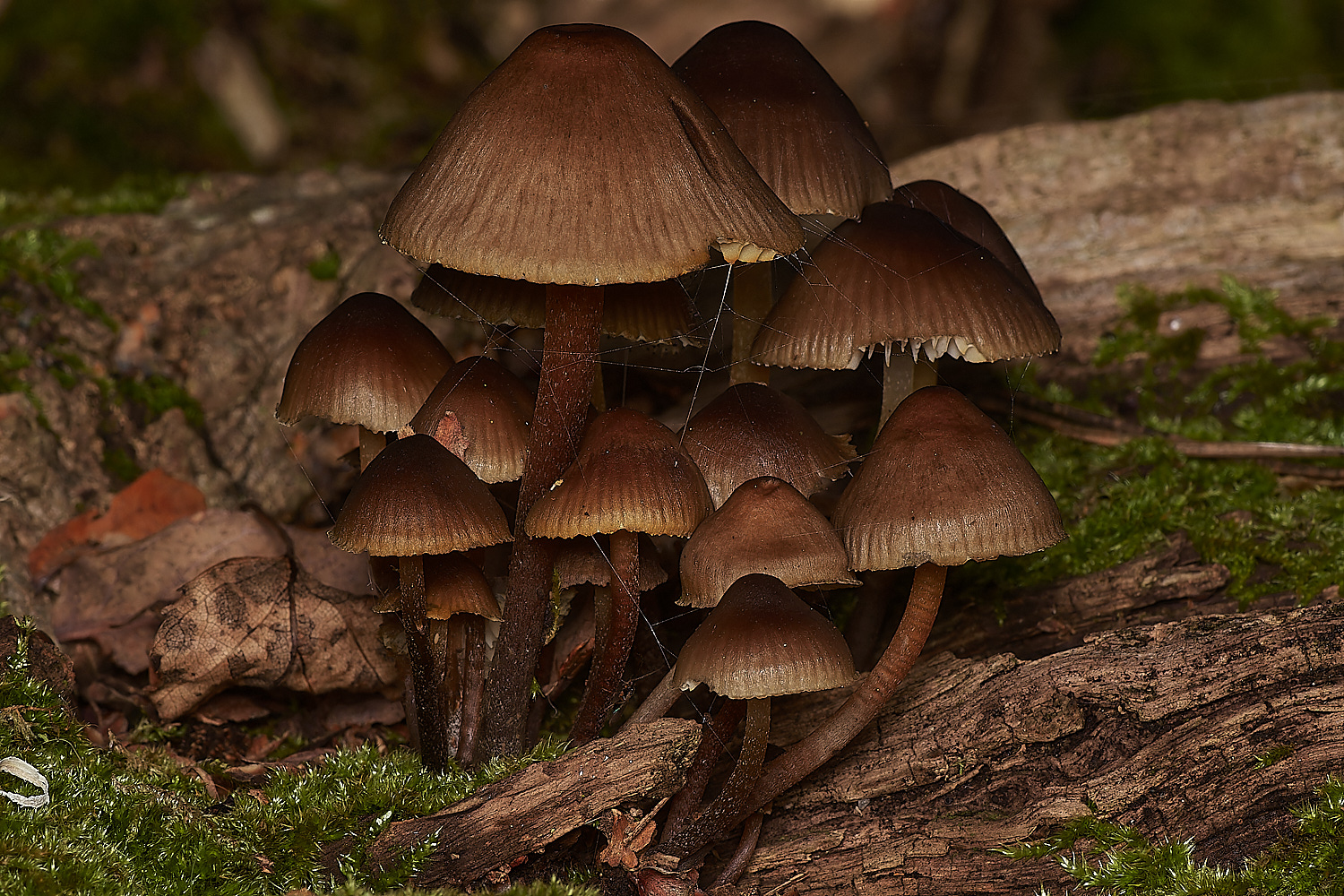 BlicklingFungus1071123-1-NEF_DxO_DeepPRIMEXD