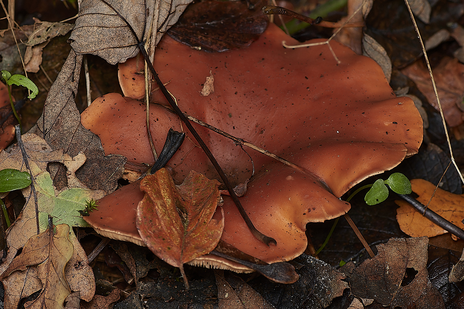 BlicklingFungus11071123-1-NEF_DxO_DeepPRIMEXD