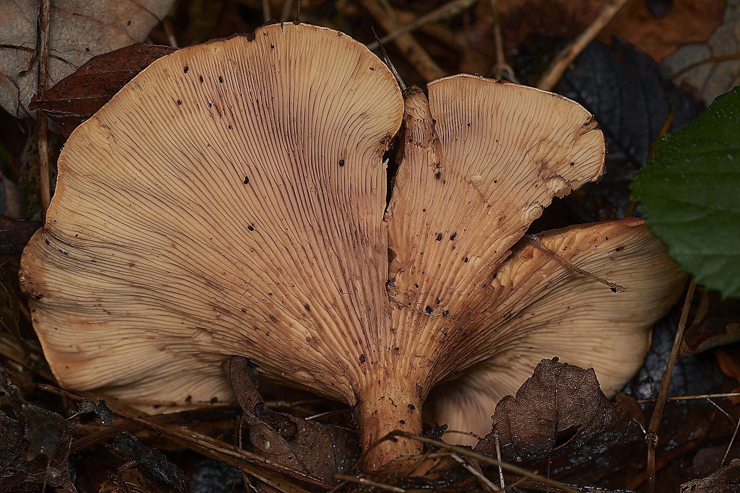 BlicklingFungus11071123-2-NEF_DxO_DeepPRIMEXD