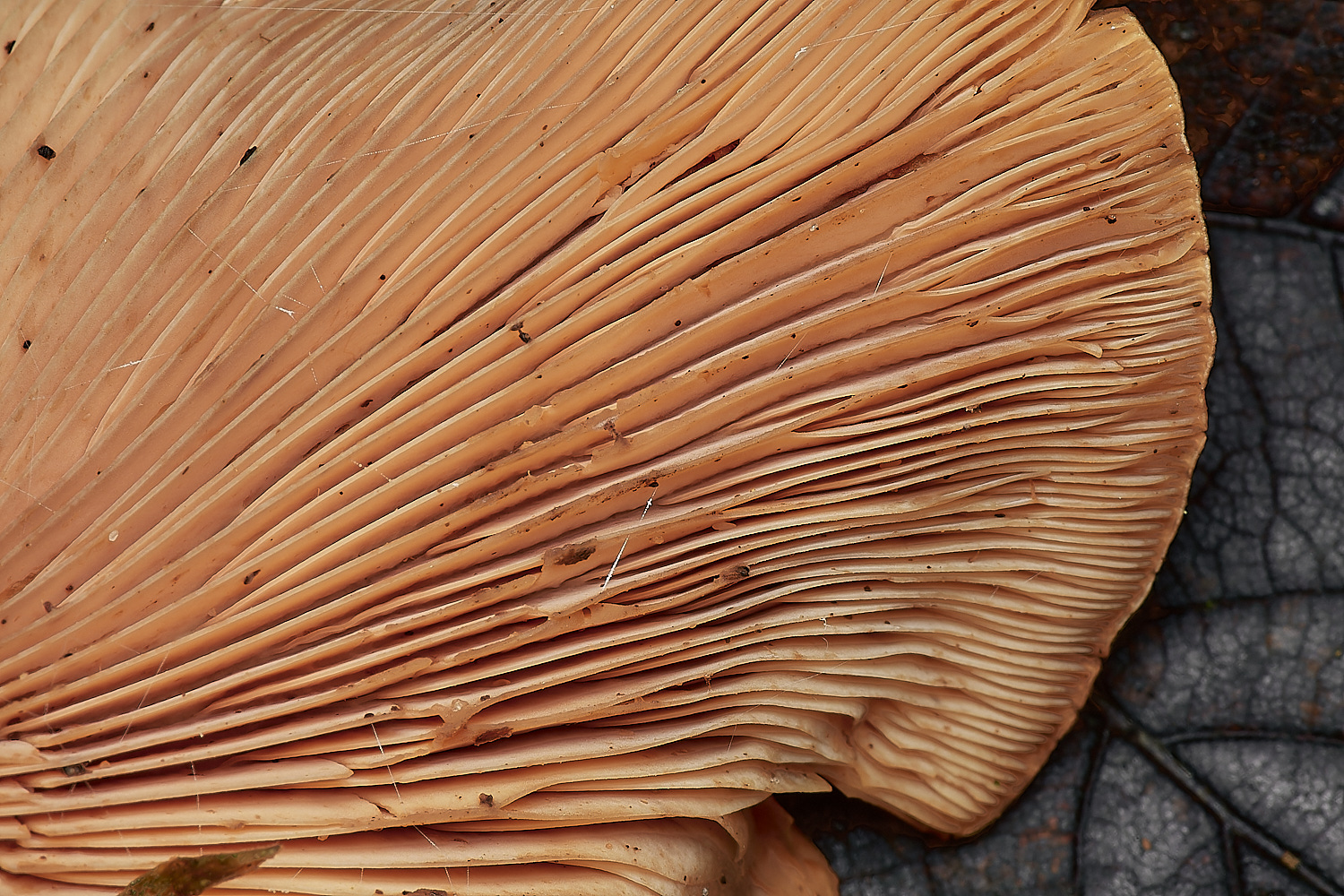 BlicklingFungus11071123-3-NEF_DxO_DeepPRIMEXD