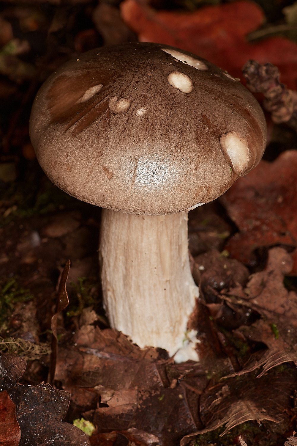 BlicklingFungus12071123-1-NEF_DxO_DeepPRIMEXD 1