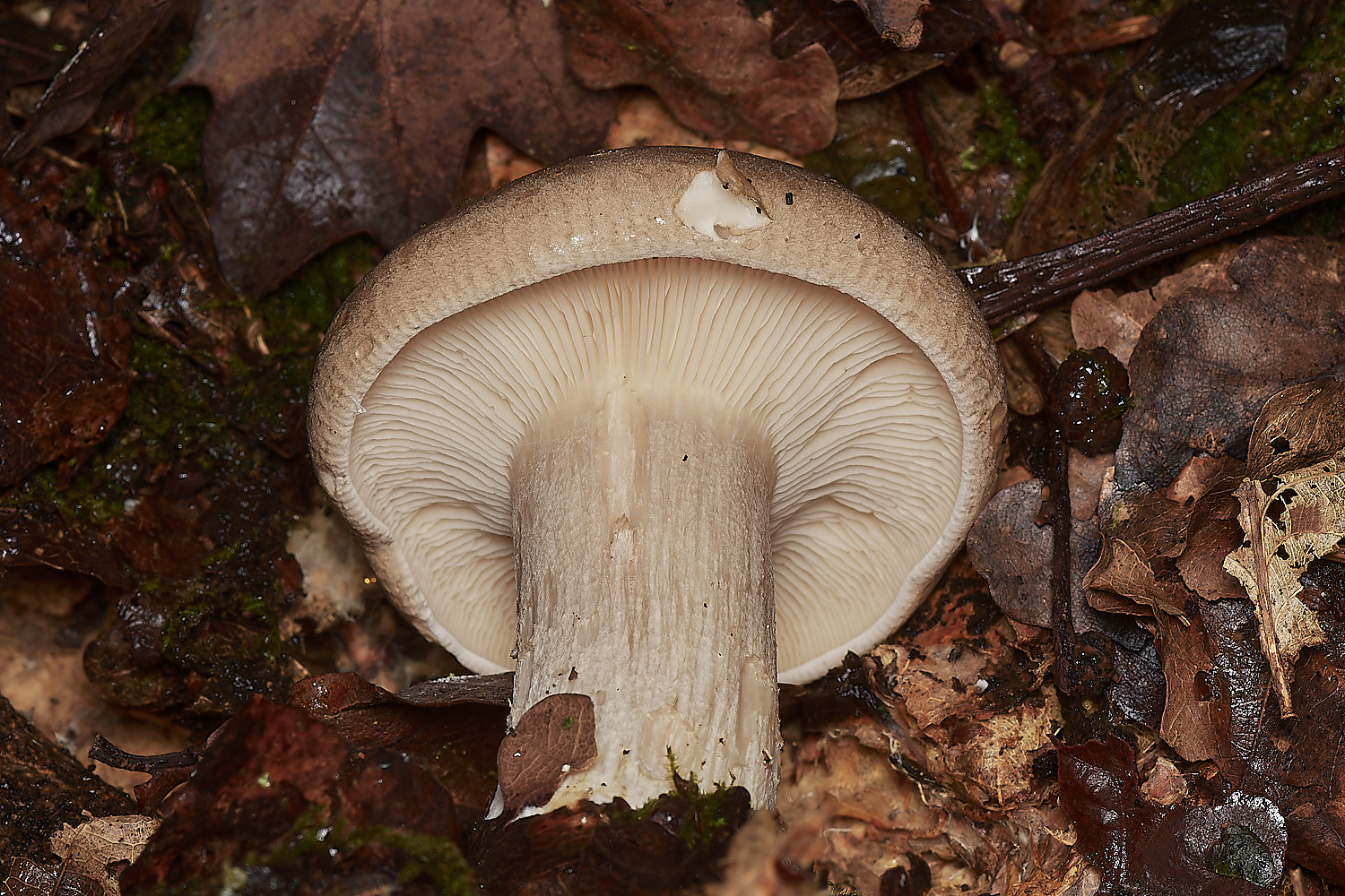 BlicklingFungus12071123-2-NEF_DxO_DeepPRIMEXD
