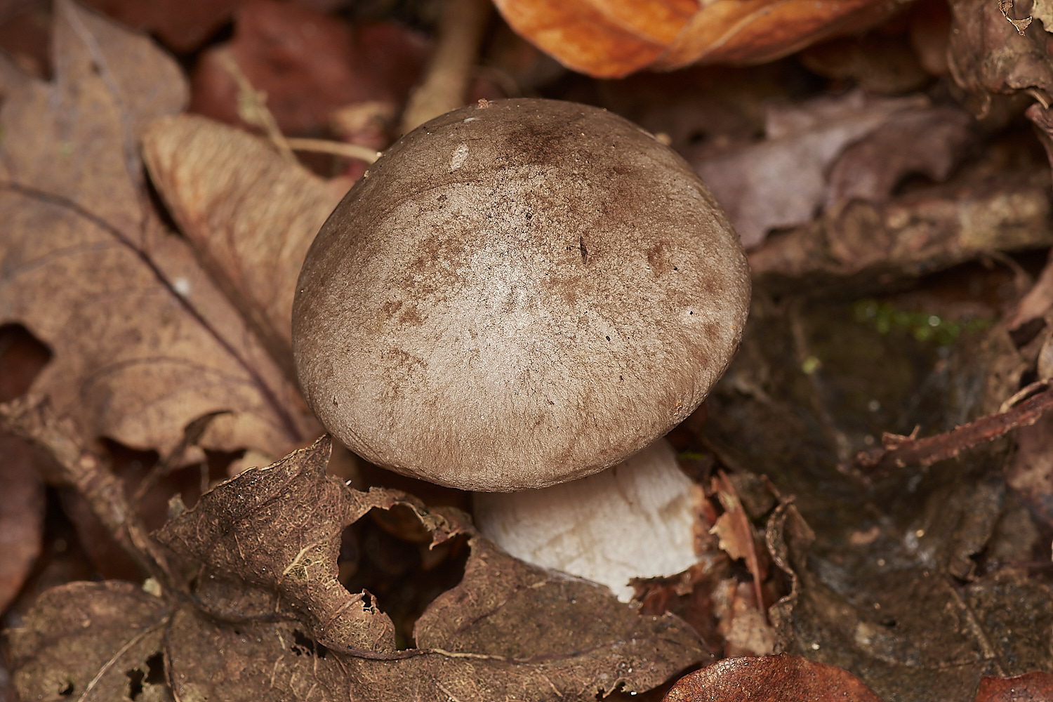 BlicklingFungus12071123-3-NEF_DxO_DeepPRIMEXD