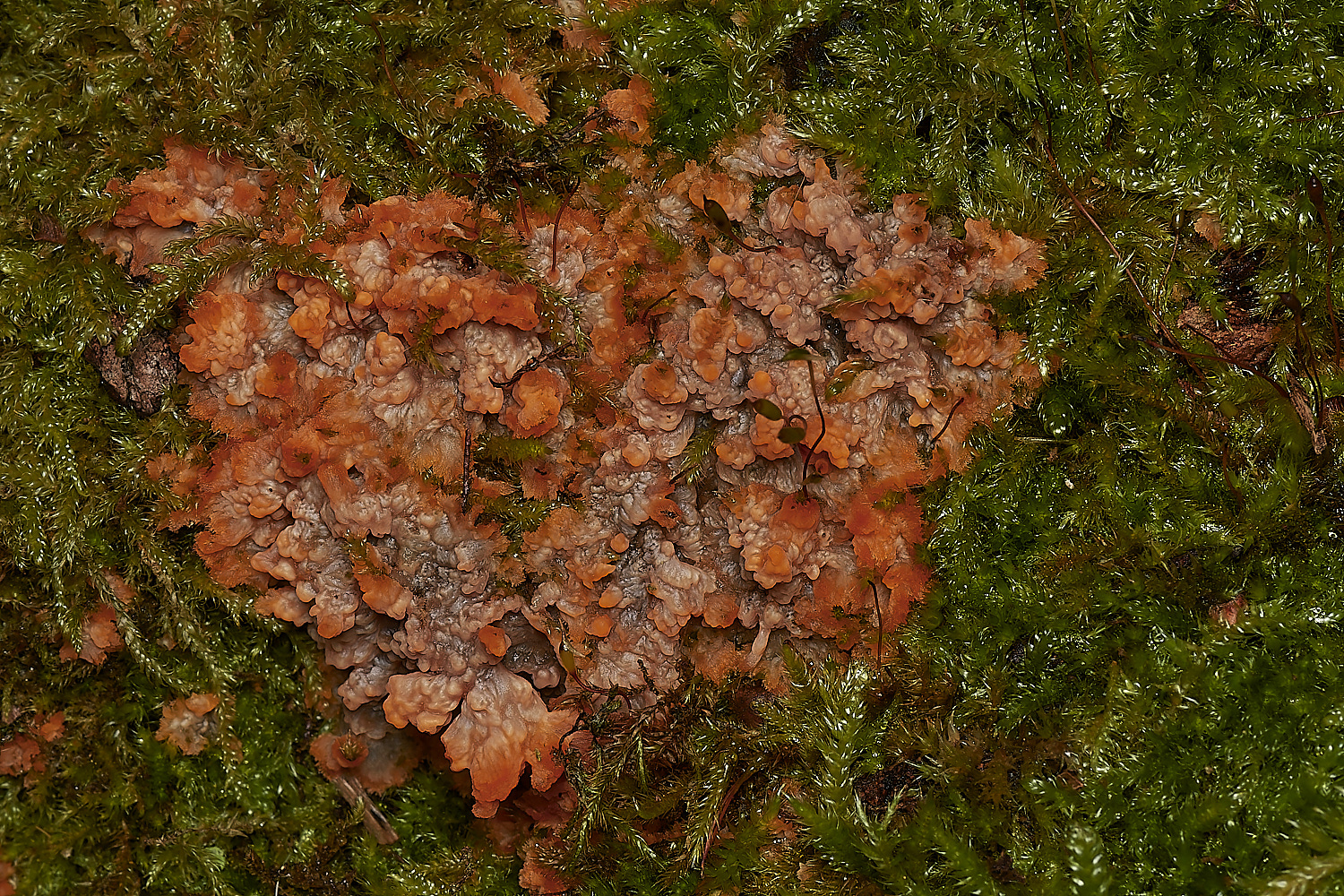 BlicklingFungus2071123-1-NEF_DxO_DeepPRIMEXD