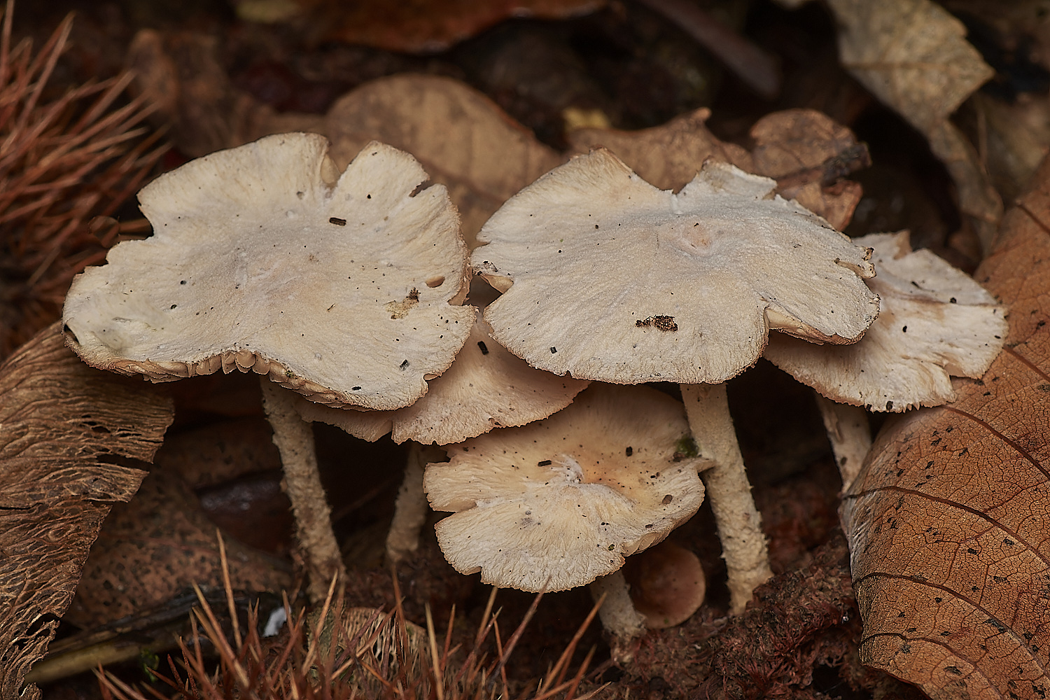 BlicklingFungus3071123-1-NEF_DxO_DeepPRIMEXD