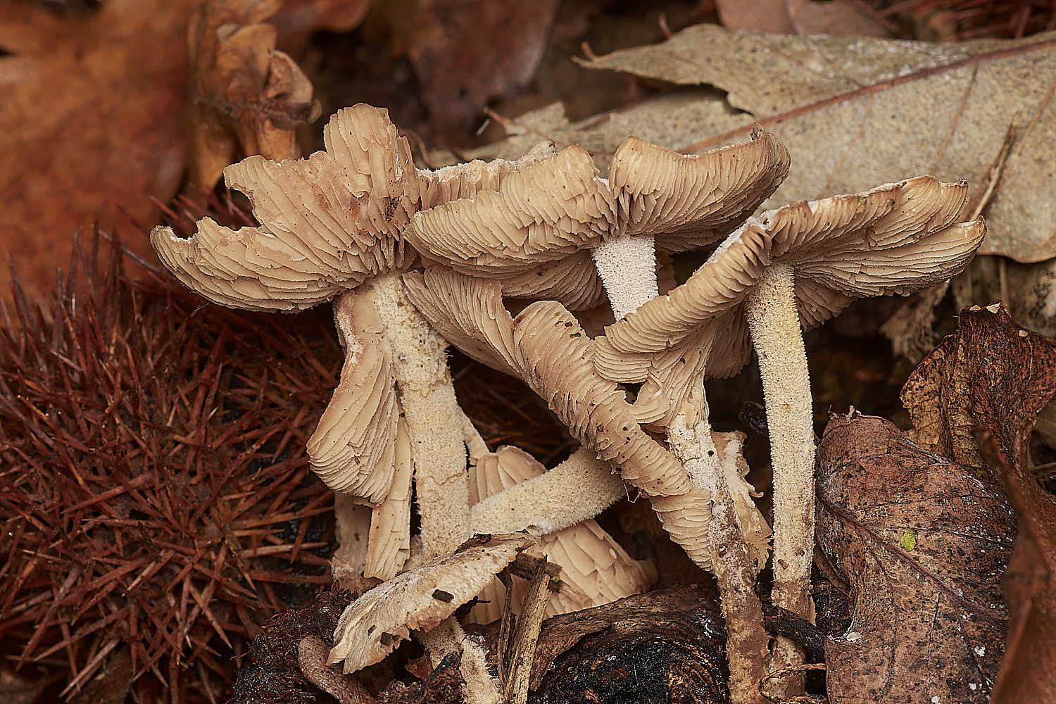 BlicklingFungus3071123-2-NEF_DxO_DeepPRIMEXD