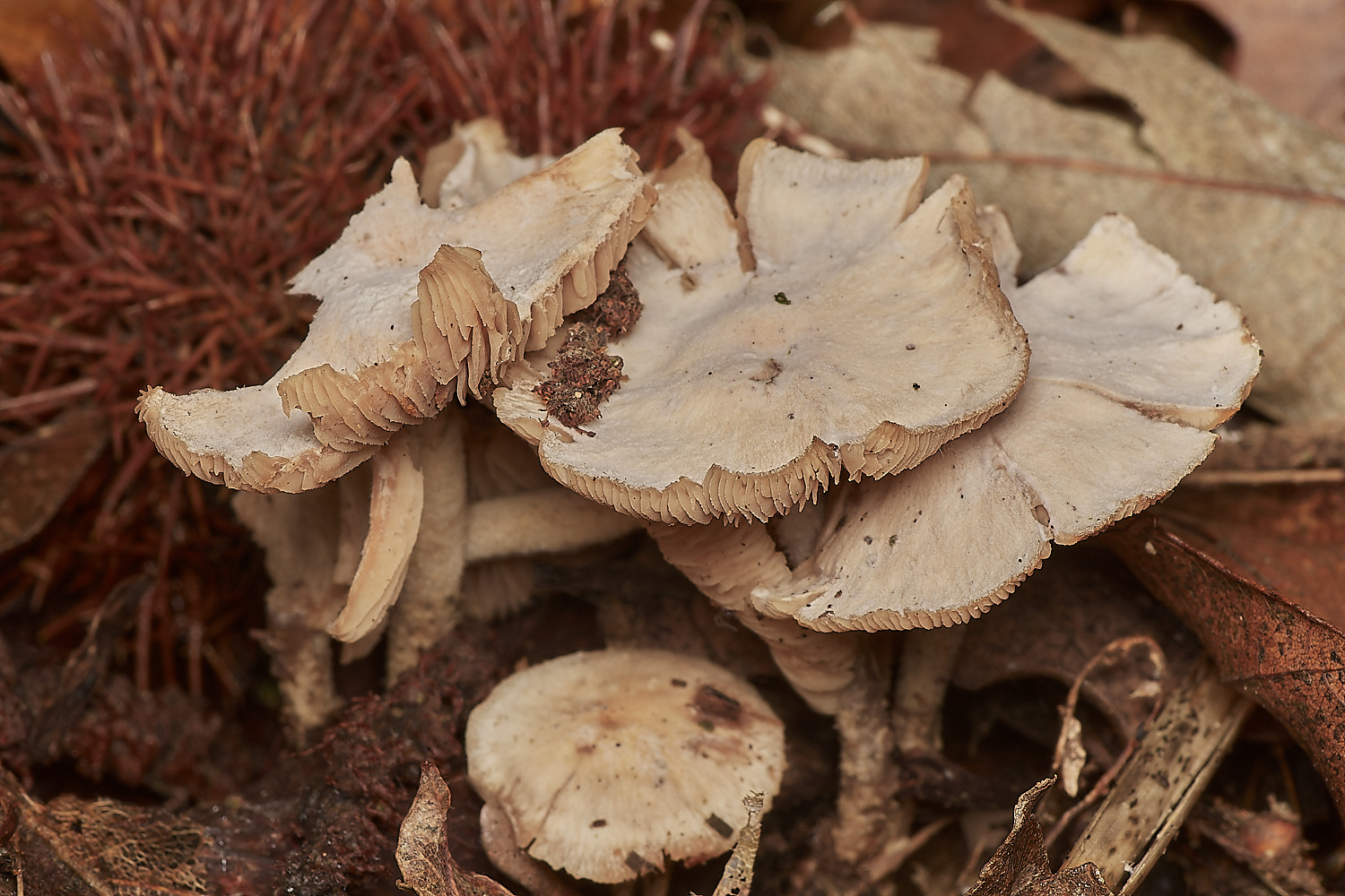BlicklingFungus3071123-3-NEF_DxO_DeepPRIMEXD